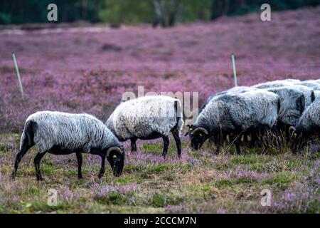 Heidschnucken moutons paître dans le Westruper Heide, dans le parc naturel Hohe Mark Westmünsterland, près de Haltern am See, Heideblüte, NRW, Allemagne Banque D'Images