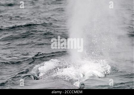 Baleine bleue (Balaenoptera musculus) nageant au large de la côte insulandique. Donner un coup énorme. Banque D'Images