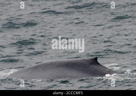 Baleine bleue (Balaenoptera musculus) nageant au large de la côte insulandique. Montrant une peau tachetée et une petite nageoire dorsale. Banque D'Images