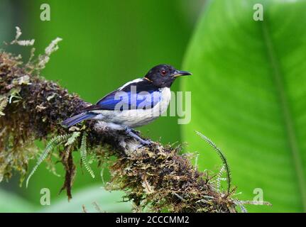 La novière à collier doré (Iridophanes pulcherrimus) perchée sur une branche de mousse sur le versant ouest des andes de l'Équateur. Banque D'Images