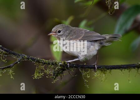 La Paruline verte (Certhidea olivacea) sur les îles Galapagos. L'une des finches de Darwin. Banque D'Images