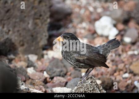 Common Cactus Finch (Geospiza scandens intermedia) sur l'île de Santa Cruz dans les îles Galapagos. Se tenir au sol. Banque D'Images