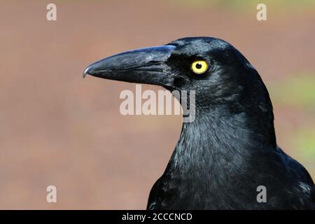 Pied Currawong (streppera granculina) à proximité dans le parc national de Lamington en Australie. Banque D'Images