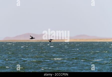 Le Scoter de Stejneger (Melanitta stejnegeri), mâle et femelle, survole un immense lac en Mongolie au printemps. Banque D'Images