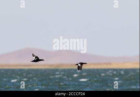 Le Scoter de Stejneger (Melanitta stejnegeri), mâle et femelle, survole un immense lac en Mongolie au printemps. Banque D'Images