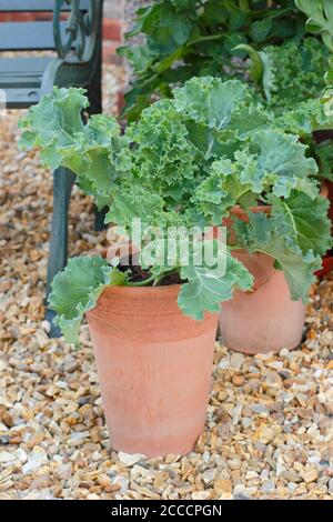 Brassica oleracea 'vert nain'. Culture de plantes kales dans des pots dans le jardin d'une maison de banlieue. ROYAUME-UNI Banque D'Images