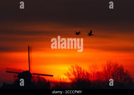 Barnacle Geese en vol au-dessus d'un moulin à vent hollandais au lever du soleil à Prunjepolder, Zeeland, pays-Bas. Banque D'Images