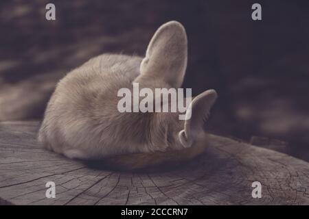 Fennec renard avec de grandes oreilles dort sur une souche, Vulpes zerda Banque D'Images