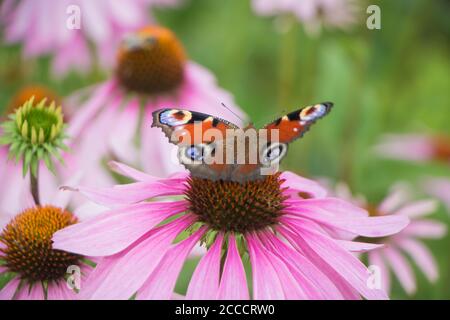Papillon européen de paon dans le jardin d'été, Aglais io Banque D'Images