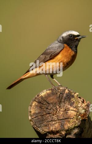 Redstart (homme) Banque D'Images