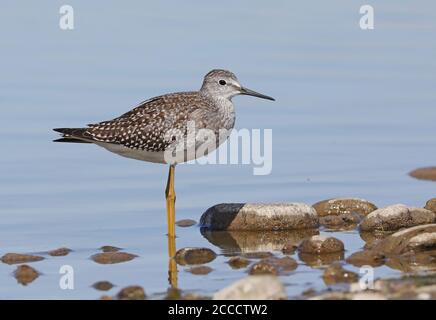 Juvéniles de petits Yellowlegs (Tringa flavipes) dans un lac peu profond au Canada. Banque D'Images