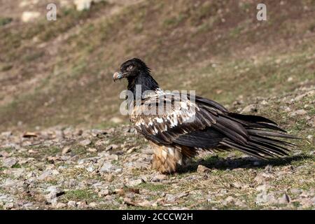 3ème de 4ème année civile Lammergeier (Gypaetus barbatus) dans les Pyrénées espagnoles. Également connu sous le nom de « Bearded Vulture ». Banque D'Images