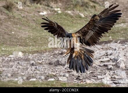 3ème de 4ème année civile Lammergeier (Gypaetus barbatus) dans les Pyrénées espagnoles. Également connu sous le nom de « Bearded Vulture ». Banque D'Images