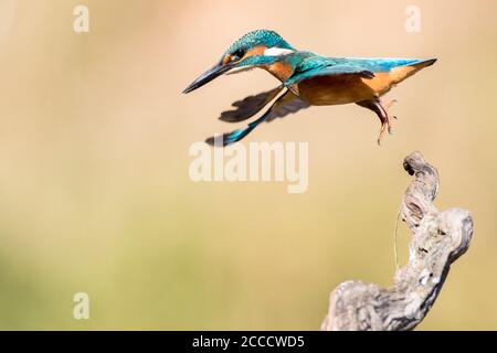 Kingfisher commun (Alcedo atthis) le long d'une rivière à Cordoue, Espagne. Décollage. Banque D'Images