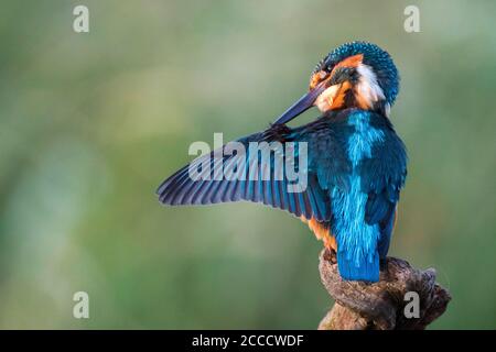 Kingfisher commun (Alcedo atthis) se prêtant le long d'une rivière à Cordoue, Espagne. Banque D'Images