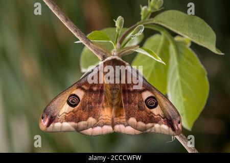 Kleines Nachtpfauenauge - Maennchen, Saturnia Pavonia, petite papillon empereur - homme Banque D'Images