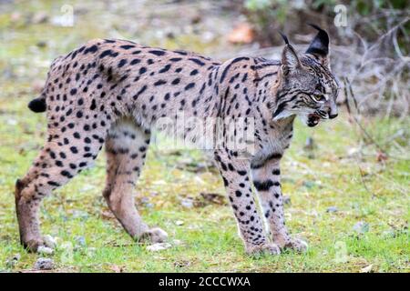 Lynx ibérique (Lynx pardinus) à Cordoue, Espagne. Vue latérale du béant pour adultes. Banque D'Images