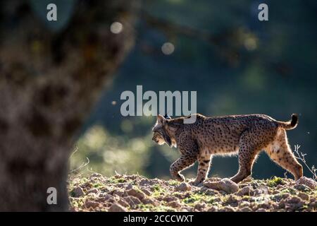 Lynx ibérique (Lynx pardinus) à Cordoue, Espagne. Marche avec rétroéclairage. Banque D'Images