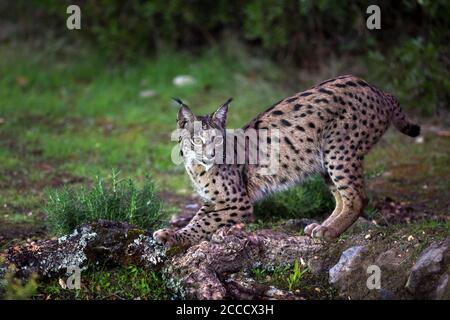 Lynx ibérique (Lynx pardinus) à Cordoue, Espagne. Adulte recherchant une alerte pour la source de la perturbation. Banque D'Images