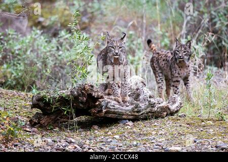 Paire de lynx ibérique (Lynx pardinus) à Cordoue, Espagne. Banque D'Images