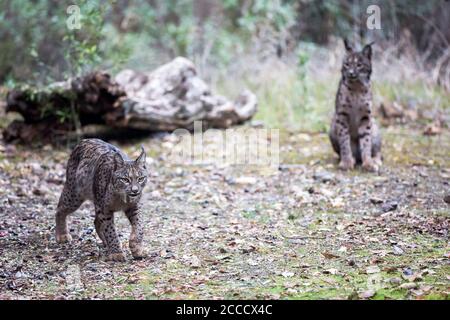 Paire de lynx ibérique (Lynx pardinus) à Cordoue, Espagne. Banque D'Images