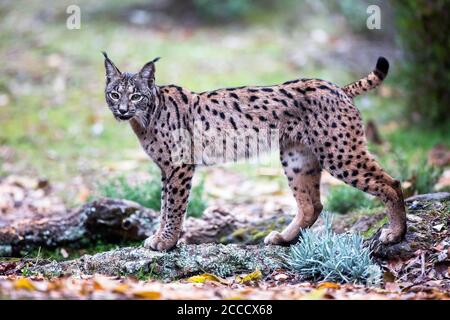 Lynx ibérique (Lynx pardinus) à Cordoue, Espagne. Vue latérale d'un adulte debout. Banque D'Images