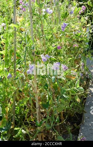 Pois doux ( Lathyrus odoratus), attachés à des cannes. Été. Banque D'Images