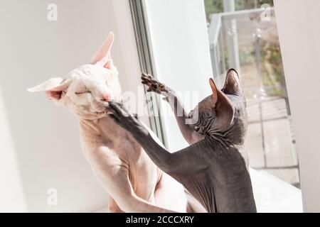 Deux chats sans poils sphynx, chats hypoallergéniques. Deux animaux de compagnie jouent ou combattent ensemble sur la fenêtre. De beaux chats avec une peau sans poils. Un chaton gris en forme de bateau Banque D'Images