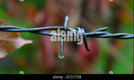 l'image montre un fil barbelé avec une goutte d'eau qui l'accroche sur le point de tomber. L'image représente la beauté de la nature et de l'escrime artificiel. Banque D'Images