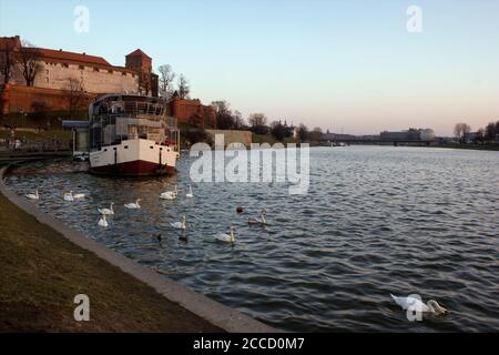 Cracovie, Pologne - Vistule avec cygnes à côté du château de Wawel, dans un ciel bleu clair Banque D'Images