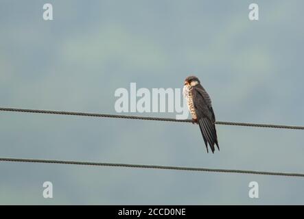 Deuxième année civile Faucon Amur (Falco amurensis) en Chine. Assis sur le câble électrique dans la zone rurale. Banque D'Images