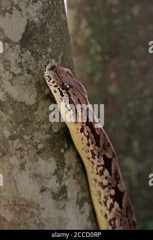 Dumeril Boa Boa Dumerili (du). Originaire De Madagascar. Montrant ...