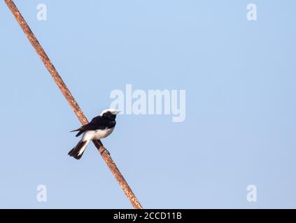 Cyprus Wheatear (Oenanthe cypriaca) perché sur un câble de fer sur Chypre. Banque D'Images