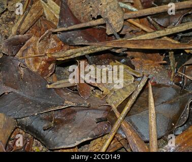 Grenouille malgache sculptée (Gephyromantis sculpturatus) assise dans la litière de feuilles dans le fond de la forêt de Madagascar. Il est menacé par la perte d'habitat. Banque D'Images