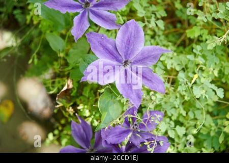 Bellflower italien, étoile de Bethléem (campanula isophylla) Banque D'Images