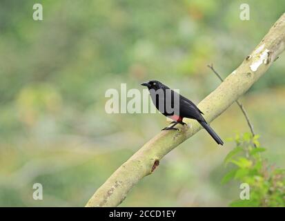 Grackle à ventre rouge (Hypopyrrhus pyrohypogaster) perché dans la forêt montagnarde de Colombie. Banque D'Images