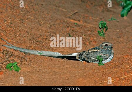 Nightjar (Caprimulgus vexillarius) mâle adulte, se reposant sur le côté de la route dans un fossé en Ouganda. Banque D'Images