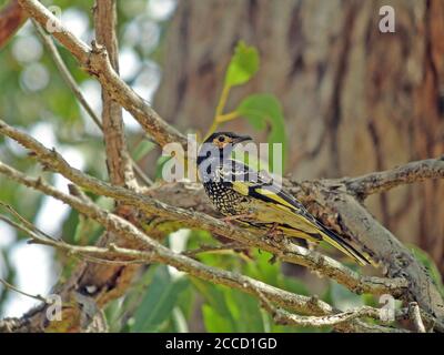 Regent Honeyeater (Anthochaera phrygia), un oiseau en danger critique endémique au sud-est de l'Australie. Considéré comme une espèce phare dans son RAN Banque D'Images