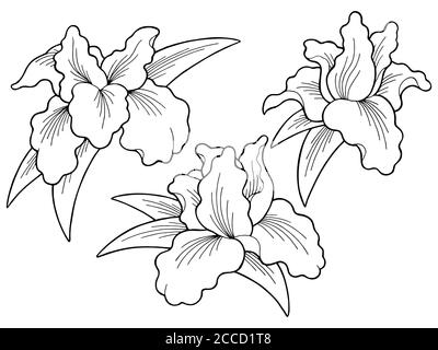Iris fleur graphique noir blanc isolé esquisse illustration vecteur Illustration de Vecteur