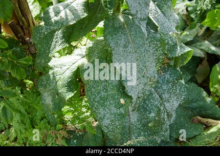 Moisissure poudreuse sur les feuilles d'une plante infectée. , Angleterre du Yorkshire de l'est, Royaume-Uni, GB, Banque D'Images