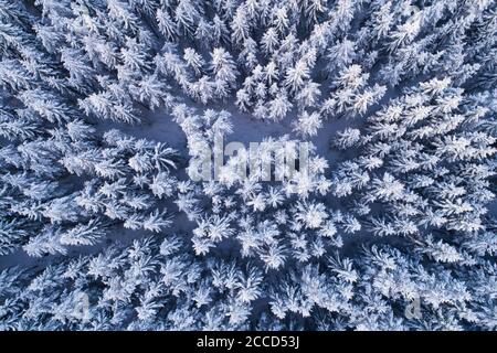 Une vue aérienne de la neige et du froid hiver merveilleux forêt de conifères dans la forêt boréale de l'Estonie, en Europe du Nord. Banque D'Images