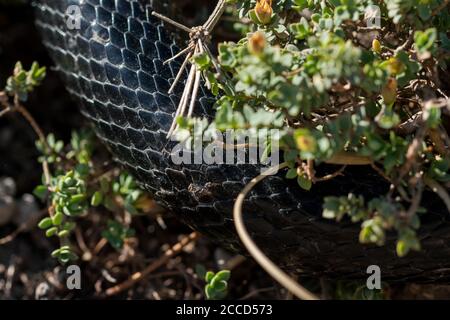 Gros plan sur les peaux et les écailles d'un serpent whip de l'Ouest noir, Hierophis viridiflavus Banque D'Images