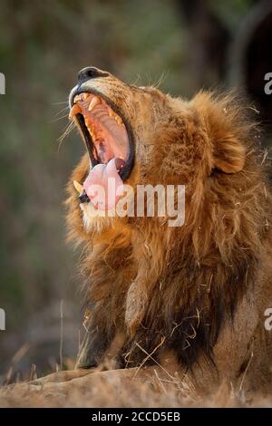 Portrait vertical d'un lion mâle avec bâillement à bouche ouverte Montrant ses dents et sa langue dans le parc national Kruger Banque D'Images