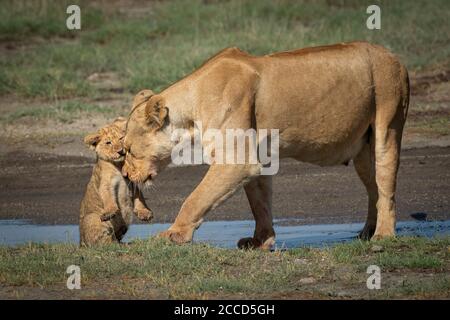 La lionne féminine fait doucement des coups de jeune lion à Ndutu en Tanzanie Banque D'Images