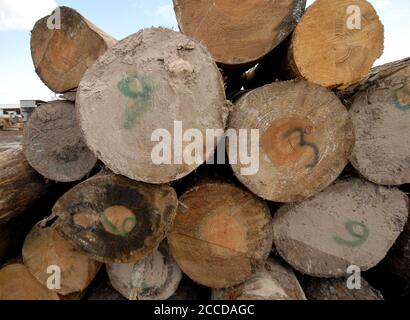 Orange, TX 10 novembre 2006: Rogers Lumber Co transforme le bois de pin en planches à coupe grossière pour les industries de la construction et du camionnage ©Bob Daemmrich/ Banque D'Images