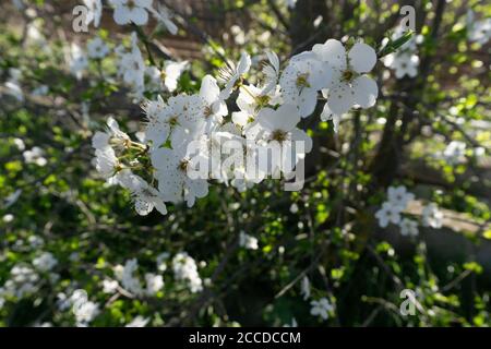 Prunus avium Banque D'Images