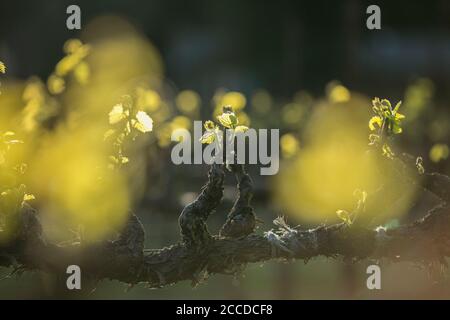 Les nouvelles feuilles de vigne brillent au soleil pendant l'heure d'or. Printemps dans la région viticole. Banque D'Images