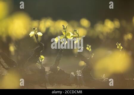 Les nouvelles feuilles de vigne brillent au soleil pendant l'heure d'or. Printemps dans la région viticole. Banque D'Images