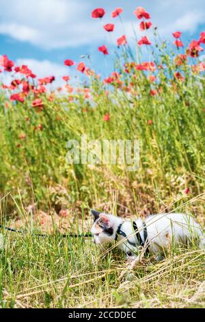 Une adorable jeune femelle marche sur le champ de pavot rouge. En été, jouez en plein air. Banque D'Images