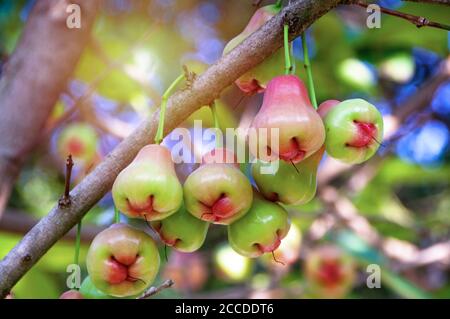 Pommes de rose ou fruits chomphu accrochés à l'arbre avec un fond vert naturel flou et la lumière du soleil. Banque D'Images